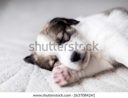 puppy sleeping on blanket with muzzle on bear soft toy.adorable animal lying on floor, on carpet with paw under head. tired baby, domestic pet, inside home.close up of dog paws