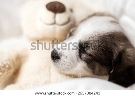 puppy sleeping on blanket with muzzle on bear soft toy.adorable animal lying on floor, on carpet with paw under head. tired baby, domestic pet, inside home.close up of dog paws