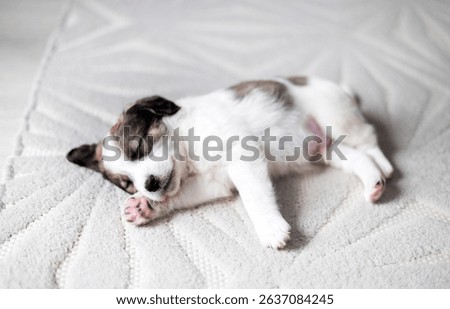 puppy sleeping on blanket with muzzle on bear soft toy.adorable animal lying on floor, on carpet with paw under head. tired baby, domestic pet, inside home.close up of dog paws