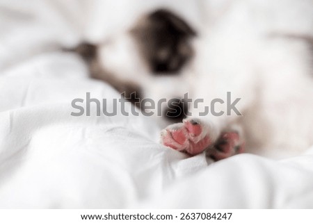 puppy sleeping on blanket with muzzle on bear soft toy.adorable animal lying on floor, on carpet with paw under head. tired baby, domestic pet, inside home.close up of dog paws