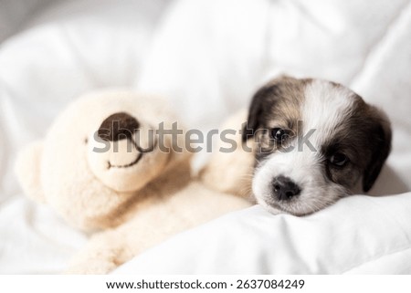 puppy sleeping on blanket with muzzle on bear soft toy.adorable animal lying on floor, on carpet with paw under head. tired baby, domestic pet, inside home.close up of dog paws