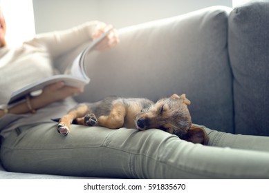 Puppy sleeping on owner laps, while unrecognizable woman in light jeans reading magazine laying on couch at home - Powered by Shutterstock