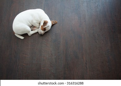 Puppy Sleeping At Warm Floor. Dog