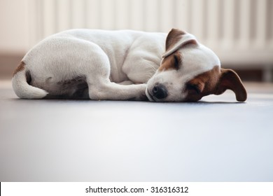 Puppy Sleeping At Warm Floor. Dog