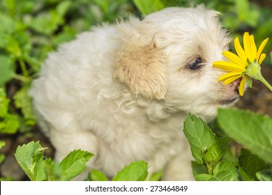 2,737 Dog smelling flower Images, Stock Photos & Vectors | Shutterstock