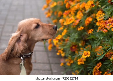 Puppy Smelling Flowers

