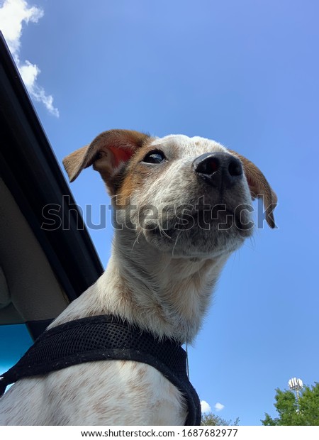Puppy smiling\
while hanging head out car window\
