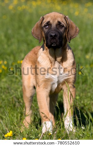 Similar – Small, blond Labrador puppy sits on a lawn in the grass and looks into the distance