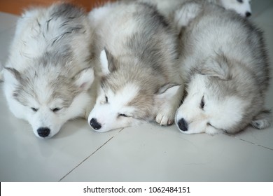 Mixed Spitz Japanese And Siberian Husky High Res Stock Images Shutterstock