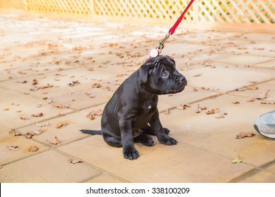 Puppy Staffordshire Bull Terrier Sitting On A Leash With A Cute, Reluctant, Appealing Look In His Eyes, Looking Up The Leash To The Human On The End.