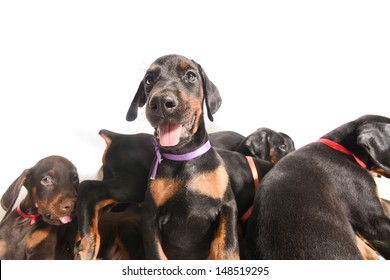 Puppy Standing Out From Crowd