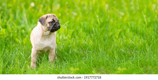 301 Pug Stretching Images, Stock Photos & Vectors | Shutterstock