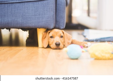 Puppy stuck under couch with toy