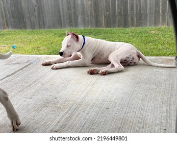 Puppy Taking An Afternoon Nap