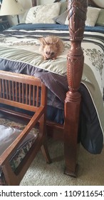 Puppy Taking Over A Bed