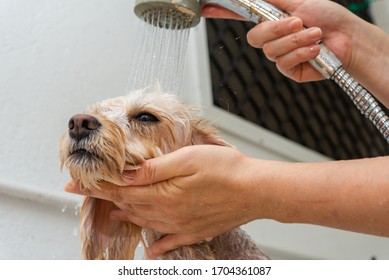 bath pets