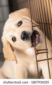 Puppy Is Teething. Funny Little Labrador Puppy Bites Iron Cage Door.