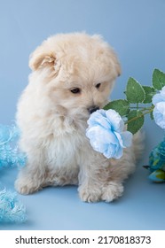 441 Cream toy poodle Images, Stock Photos & Vectors | Shutterstock