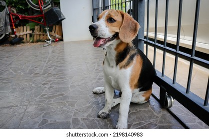 Puppy That Just Played In The Mud. Sit With Dirty Paws In Front Of A Terrace And Waits To Enter The House.