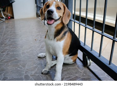 Puppy That Just Played In The Mud. Sit With Dirty Paws In Front Of A Terrace And Waits To Enter The House.