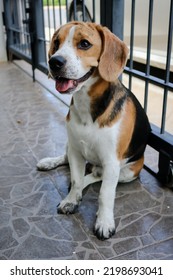 Puppy That Just Played In The Mud. Sit With Dirty Paws In Front Of A Terrace And Waits To Enter The House.