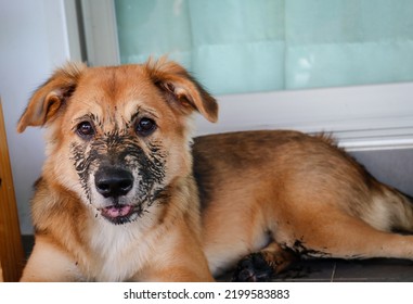 Puppy That Just Played In The Mud. Sit With Dirty Paws In Front Of A Terrace And Waits To Enter The House.