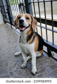 Puppy That Just Played In The Mud. Sit With Dirty Paws In Front Of A Terrace And Waits To Enter The House.