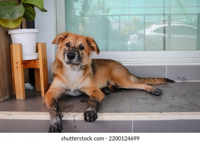 Puppy That Just Played In The Mud. Sit With Dirty Paws In Front Of A Terrace And Waits To Enter The House.