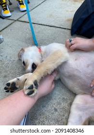 Puppy Therapy Dog--taken At UNC Asheville