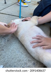 Puppy Therapy Dog--taken At UNC Asheville