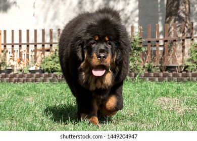 Puppy Tibetan Mastiff Black Color Portrait Stock Photo 1449204947 ...