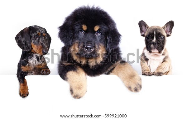 bulldog tibetan