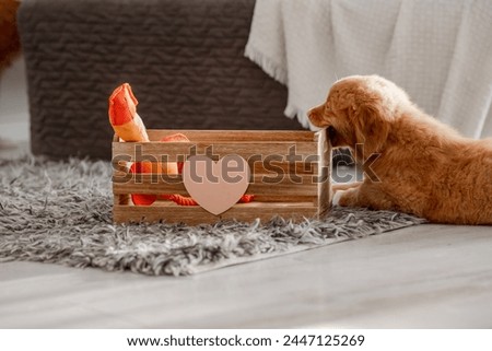 Puppy Toller, A Nova Scotia Duck Tolling Retriever, Chews On A Wooden Box On The Floor In The Room
