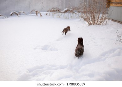 A Puppy Tries To Catch Up With A Cat Running Away In The Snow