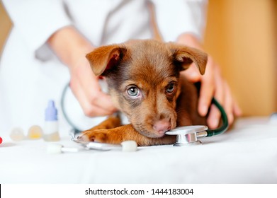 Puppy At The Vet, Veterinary Clinic