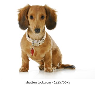 puppy wearing collar and dog tag - long haired dachshund sitting looking at viewer