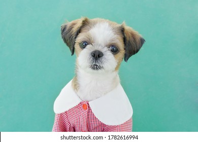 A Puppy Wearing A Pretty Dress And Taking A Proof Shot  