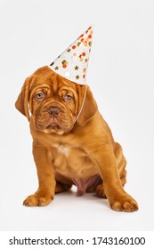 Puppy Wearing Silly Hat, Isolated On White. Dogue De Bordeaux