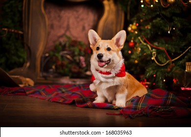 Puppy, Welsh Corgi, Christmas