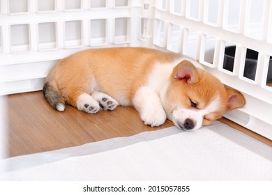 Puppy Welsh Corgi Pembroke Laying In Playpen At Home Apartment Interior. White Color Indoor Pet Yard House. Cozy Cottage For Dog, Animal Safety Concept. Puppy Pee Pads. 