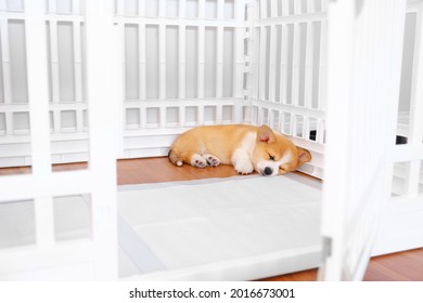 Puppy Welsh Corgi Pembroke Laying close to Puppy Pee Pads in Playpen at Home Apartment Interior. White Color Indoor Pet Yard House. Cozy Cottage for Dog, Animal Safety Concept. 