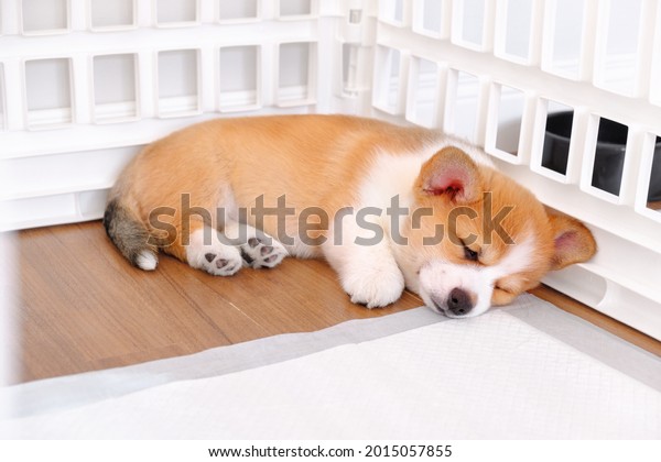 Puppy Welsh Corgi\
Pembroke Laying in Playpen at Home Apartment Interior. White Color\
Indoor Pet Yard House. Cozy Cottage for Dog, Animal Safety Concept.\
Puppy Pee Pads. 
