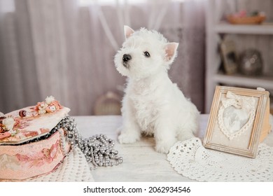 Puppy West Highland White Terrier dog breed in classic interior - KYIV, UKRAINE 05.15.2019
