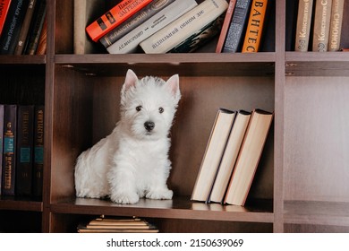 Puppy West Highland White Terrier dog breed with books - 05.15.2019 KYIV. UKRAINE