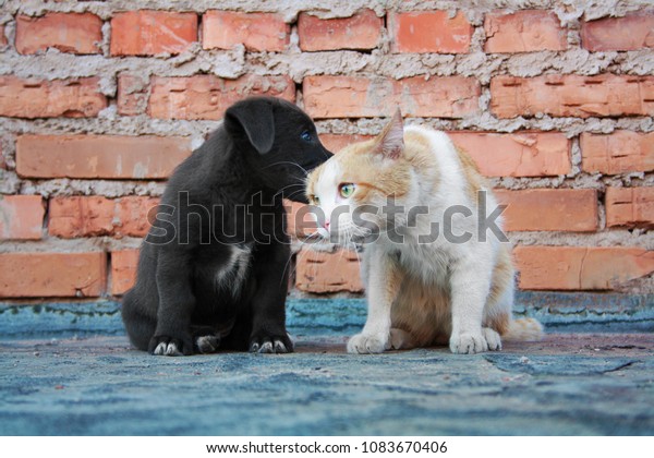 Puppy whispers cat in\
ear