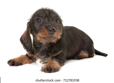 puppy Wire-haired Dachshund in front of white background