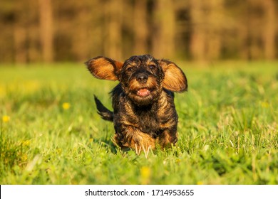  puppy wire-haired dachshund, very cheerful little dog