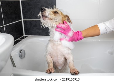 Puppy wire-haired Jack Russell Terrier takes a shower. A girl in pink gloves washes a dog in a white bath.