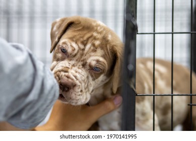 A Puppy With A Wrinkled Face Pitbull, Poor, Fat, Lying In A Cage. Cute Face Wants To Come Out For A Run For Sale Waiting For Someone To Take Ownership