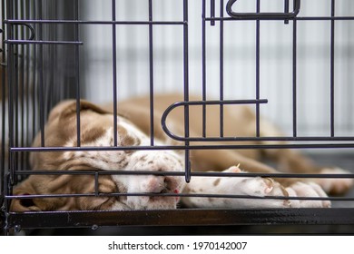 A Puppy With A Wrinkled Face Pitbull, Poor, Fat, Lying In A Cage. Cute Face Wants To Come Out For A Run For Sale Waiting For Someone To Take Ownership